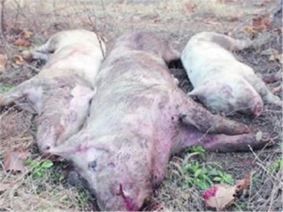 Sick and dead pigs